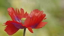 Poppy, Papaver somniferum, Opium poppy.