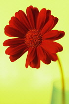 Daisy, Chrysanthemum.