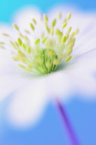 Anemone, Anemone blanda.