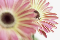 Gerbera.