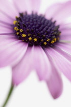 Osteospermum, Cape Daisy.