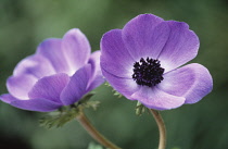 Anemone, Anemone coronaria De Caen.