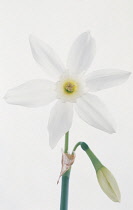 Narcissus, Narcissus 'Papillon blanc'.