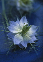 Love-in-a-mist, Nigella damascena.