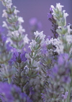 Lavender, Lavandula.