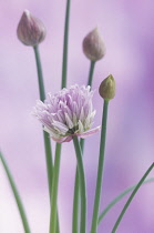 Chive, Allium schoenoprasum.