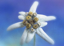 Edelweiss, Leontopodium alpinum.