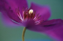 Clematis, Clematis 'The President'.