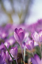 Crocus, Crocus vernus.