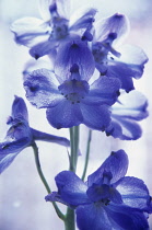 Delphinium.