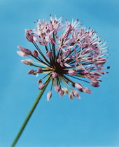 Allium.