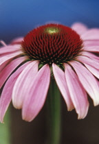 Echinacea, Purple coneflower, Echinacea purpurea.