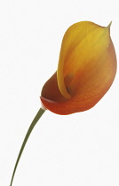 Lily, Arum lily, Calla lily, Zantedeschia.