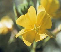 Evening Primrose, Oenothera biennis.