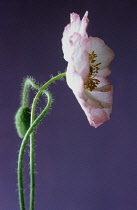 Poppy, Shirley poppy, Papaver rhoeas Shirley series.