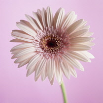 Gerbera.