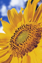 Sunflower, Helianthus annuus.