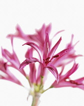 Nerine, Nerine bowdenii.