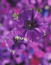 Anemone.