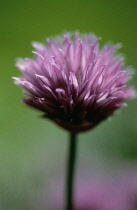 Chive, Allium schoenoprasum.