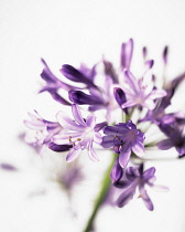 Agapanthus.