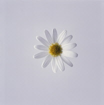 Daisy, Ox-eye daisy, Leucanthemum vulgare.