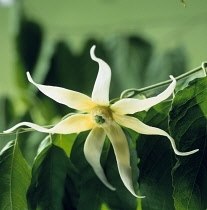 Ylang Ylang, Cananga odorata.