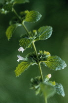 Lemon Balm, Melissa officinalis.