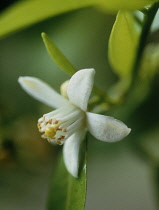 Orange, Citrus sinensis.