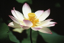 Lotus, Sacred lotus, Nelumbo nucifera.