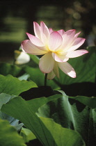 Lotus, Sacred lotus, Nelumbo nucifera.