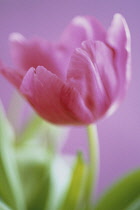 Tulip, Tulipa.