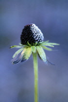 Coneflower, Black-eyed Susan, Rudbeckia.