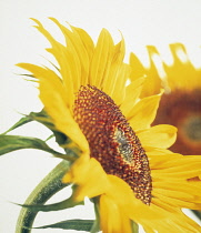 Sunflower, Helianthus annuus.