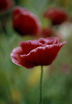 Poppy, Shirley poppy, Papaver rhoeas Shirley series.