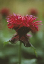 Bergamot, Monarda, Monarda.