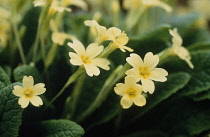 Primrose, Primula vulgaris.