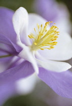 Aquilegia, Columbine.