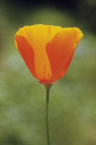 Poppy, Californian poppy, Eschscholzia californica.