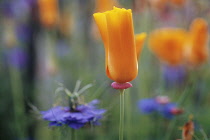 Poppy, Californian poppy, Eschscholzia californica.