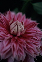 Clematis, Clematis 'Josephine'.