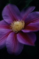 Clematis, Clematis 'Beauty of Worcester'.