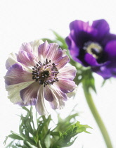 Anemone, Anemone coronaria.