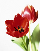 Tulip, Tulipa.