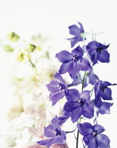 Delphinium.