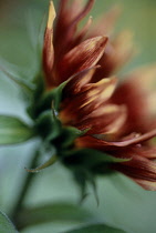 Sunflower, Helianthus annuus 'Pastiche'.