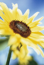 Sunflower, Helianthus annuus.