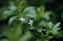 Galiumodoratum, Woodruff, Sweet Woodruff, Galium odoratum.