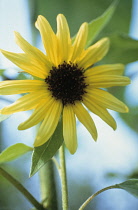 Sunflower, Helianthus annuus.