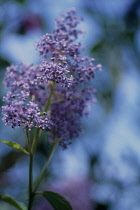 Californian Lilac, Ceanothus.